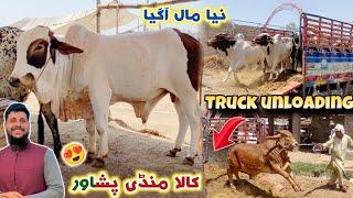 Kala Maweshi Mandi New Updates Eid Ul Azha Bulls Price 2024  Truck Unloading  Izhar Ali Shah vlogs