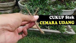 Cara Mudah BUDIDAYA Bonsai Cemara Udang dengan STEK