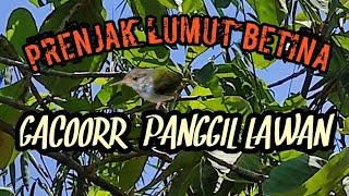 PRENJAK LUMUT BETINA GACOR  PANCINGAN MAUPUN PIKAT AMPUH