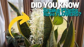 Have you ever seen a Snake Plant Bloom? They’re Beautiful and Aromatic