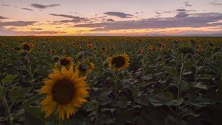 Relaxing Night in Nature Beside the Sunflower Field with Crickets Singing and Light Wind Sounds
