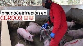 Como hacer INMUNOCASTRACIÓN en CERDOS-- CAPITULO 6.1 -- PROCESOS EN GRANJA PORCICOLA