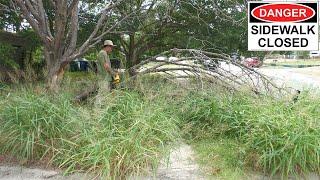 PEOPLE were FORCED to NOT use this SIDEWALK because of BIG TREE BRANCH BLOCKING it