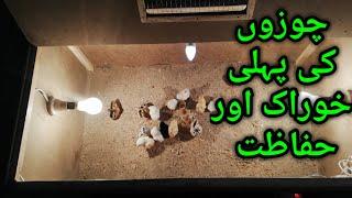 Aseel Chicks First Feed And Care Information Chicks Shifting To Brooder Day Second