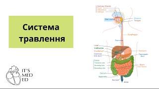 Система травлення. Травлення у ротовій порожнині. Фізіологія.