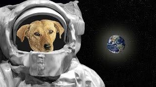 आखिर Laika के साथ क्या हुआ था  The Sad Story of Laika First Dog in Space