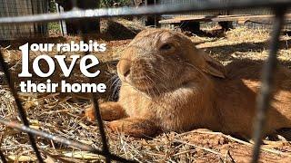 Colony Rabbit Hutch Walkthrough How We House Our Meat Rabbits