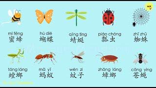 Learn insectsBugs in Chinese Mandarin 学中文 昆虫虫子 汉语学习 Mr Sun Mandarin