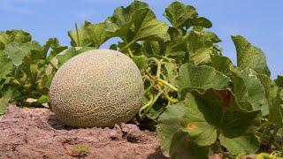 Desert Sweet  Cantaloupes 2022