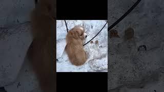 The little dog was abandoned and bullied in the snowy field #animalshelter #puppy #rescuedog