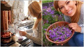 How to Make Essential Oils from the Garden  Harvesting & Distilling Lavender