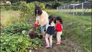 日本生活孩子們想吃烤紅薯了、去菜園子裡挖兩顆回家、烤箱烤的很香很好吃