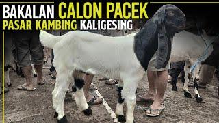 CALON PACEK 3 - 5 BULANAN  Kambing PE Di Pasar Kambing Kaligesing.