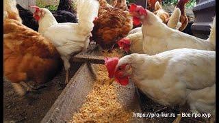 Ферментированное зерно - Самое полезный и экономный корм для кур.