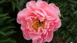 CORAL SUNSET - PeonyMAX.com