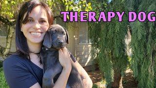 Picking A Puppy To Be A THERAPY Dog Temperament Test