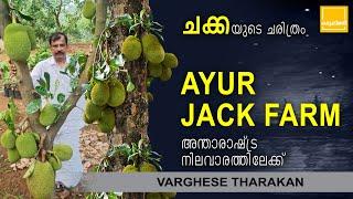 Amazing Jack Fruit Tree and Harvesting  Ayur Jack Farm Thrissur  365 Days Jack Fruit Tree At Home