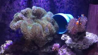 True Percula Clownfish In Anemones