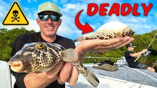 Deadly but Tasty *Pufferfish*  They’ll Make Your Tongue Go Numb