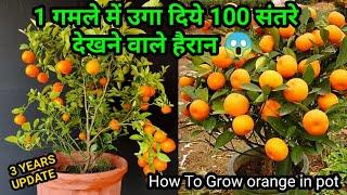 गमले में ढेर सारे संतरे उगाने का सीक्रेट  How to Grow Orange at home  Chinese Orange in Pot