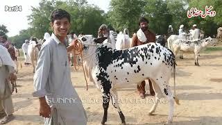 Today Domail Mandi Fatehjang Rate’s update06Sep2024-Part04Sunny Video Fateh Jang Cow Mandi 2024