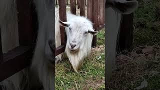Коза Бранденбургская #animals #shorts #goat #cute  #cuteanimals