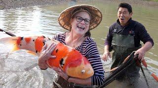 MOM CATCHES JUMBO KOI FISH *Worth Millions* Hidden Mud Pond