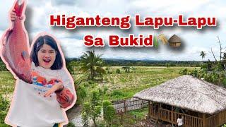 Nagluto kami ng ga-higanteng Lapu-Lapu dito sa bukid  Ka Mangyan Vlogs