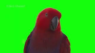 Real Birds Green Screen Background effects