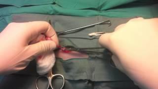 Abdominal Cryptorchid Cat Castration