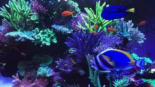  Coral Reef Aquarium Fish Tank with Water Sound - Tropical Fish Screensaver 10 Hours