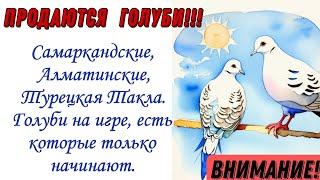 Продаются очень хорошие голуби Самаркандские Алматинские Турецкая Такла. Голуби на игре.#голуби