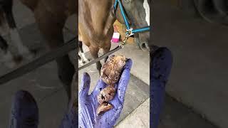 Biggest horse bean removal