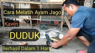 Cara Melatih Ayam Kawin Duduk