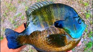 BLUEGILL that are BIGGER THAN the FRYING PAN
