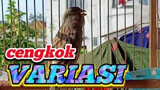 kenari gacor cengkok variasi - suara variasi cengkoknya bikin nagih