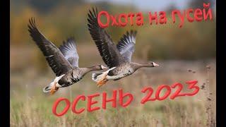 Охота на гуся 2023  ОСЕНЬ