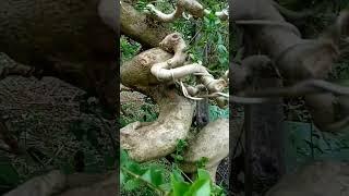 bonsai sancang meliuk tahap 2 los ground #shorts #shortsvideo  #shortvideo