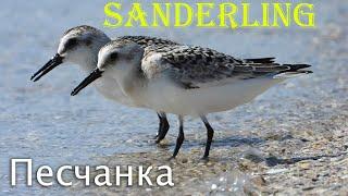 Песчанка на берегу острова Джарылгач  Sanderling