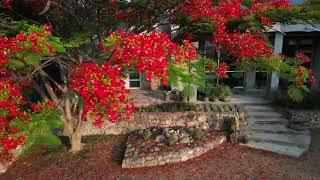 YOU ARE SO BEAUTIFUL TO ME.  Royal poinciana Delonix regia