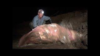 Colombian Stingray - River Monsters