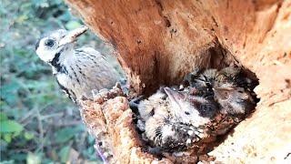 The mother bird feeds on crickets and grasshoppers in the nest  Review Bird Nest 