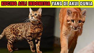 Made In Indonesia Inilah Kucing Asli Indonesia Yang Di Akui Dunia