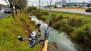 Tiny Urban Creek Fishing AGAIN