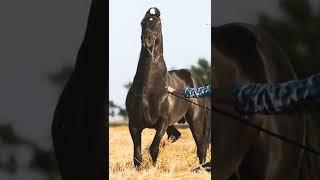 Stallion Ransher #marwarihorse #marwaristallion #viralvideo #ytshorts