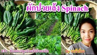 วิธีปลูกผักปวยเล้งSpinach EP1 ขั้นตอนการหว่านเมล็ด ปลูกปวยเล้งด้วยเมล็ด อธิบายละเอียดสำหรับมือใหม่