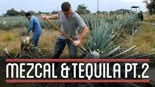 Harvesting Agave 23  How to Brew Mezcal and Tequila