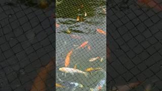 How to Keep Pond Fish Healthy 