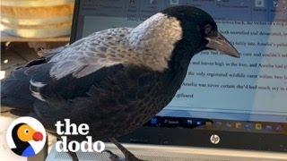 Wild Magpie Flies Into This Womans House Every Day For A Visit  The Dodo