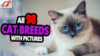  All Cat Breeds A-Z With Pictures all 98 breeds in the world